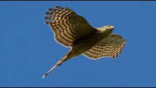 Sparrowhawk Bird Call Bird Song [upl. by Sonitnatsnoc]