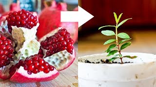 How to Grow Pomegranate Tree from Seed [upl. by Siol]