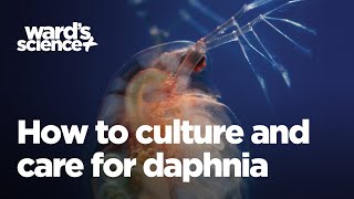 Caring and Culturing for Daphnia [upl. by Seabrook]