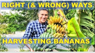 BEST amp WORST Way To Harvest Bananas  FIVE 5 Banana Care Tips [upl. by Aihtnis]