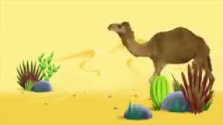 Animals Songs quotWalk Like a Camelquot Songs for learn [upl. by Mulry785]