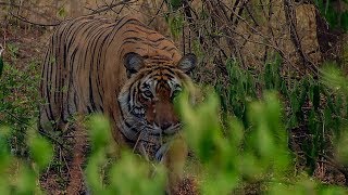 Deers Close Call with a Tiger  BBC Earth [upl. by Joachima681]