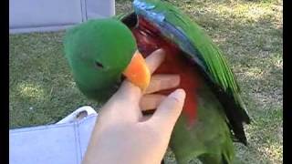 Eclectus Parrot Talking [upl. by Viviane740]