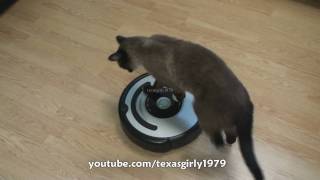 Cat shows HOW TO use iRobot Roomba Vacuum [upl. by Colwin]