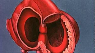 Heart embryology video [upl. by Persas]