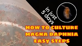 How to Culture Magna Daphnia Easily [upl. by Cinelli]