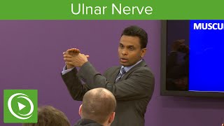 Muscles of the Ulnar Nerve – MRCS  Lecturio [upl. by Asereht584]