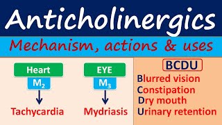 Anticholinergics  Mechanism actions side effects amp uses [upl. by Emil365]