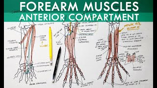 Forearm Muscles  Anterior Compartment  Anatomy Tutorial [upl. by Addison]