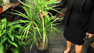 Pruning Marginata Plants  Gardening amp Plant Care [upl. by Maziar430]