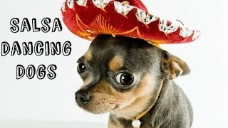 Salsa Dancing Dogs [upl. by Atteras]