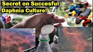 How to Culture Daphnia Successfully [upl. by Ennyletak40]