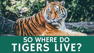 Where Do Tigers Live Quick Facts about Tiger Species Population and Habitat [upl. by Enamrahs511]