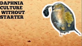 HOW TO CULTURE DAPHNIA NATURALLY WITHOUT A STARTER [upl. by Kcub]