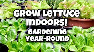 How to Grow Lettuce Indoors  Gardening YearRound [upl. by Enneillij]