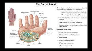 Tinel Sign  Carpal Tunnel Syndrome [upl. by Lemon]