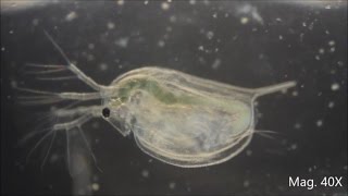 Daphnia magna under the Microscope [upl. by Eilahs]