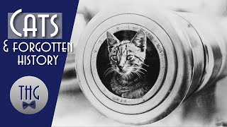 History and Housecats a tale of Civilization [upl. by Navek]