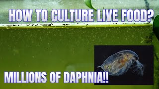 How to Culture Daphnia Secret Method to Breed MILLIONS  Simply Aquatic [upl. by Irena788]