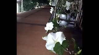 Planting moonflower ipomoea alba from seeds [upl. by Asilahs]