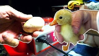 Incubating Duck Eggs from START TO FINISH  Rite Farm 3600 Incubator [upl. by Shannen27]