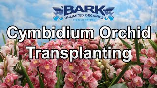 Cymbidium Orchid Transplanting [upl. by Cornelie]