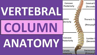 Vertebral Column Anatomy Bones Regions Curvatures Kyphotic Lordotic [upl. by Azpurua608]