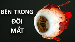 Những Gì Xảy Ra Bên Trong Đôi Mắt [upl. by Tami]