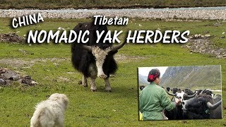 Life Among the Tibetan Nomadic Yak Herders [upl. by Harp]