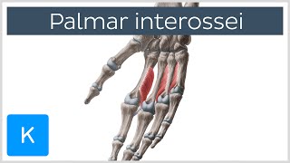 Palmar Interossei Muscles  Origins amp Function  Human Anatomy  Kenhub [upl. by Guthry]