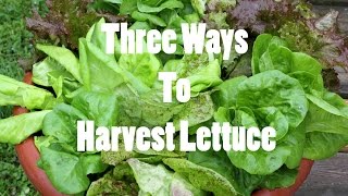 Three Ways To Harvest LettuceGardening Basics [upl. by Kean]