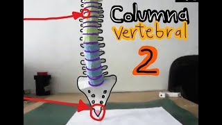 Maqueta Columna Vertebral 2 Spinal Column 2 [upl. by Zetra281]