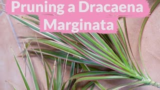 A Dracaena Marginata Needs Pruning How To Do It [upl. by Chloette126]