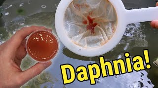 How I Culture Daphnia In Outdoor Tubs [upl. by Onirotciv294]