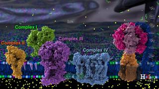 Electron transport chain [upl. by Aay]