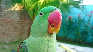 Alexandrine Parrot Natural Sounds [upl. by Maura]