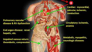 Interpretation of Cardiopulmonary Exercise Tests Part 2 [upl. by Tanitansy]