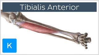 Tibialis Anterior Muscle  Origins amp Function  Human Anatomy  Kenhub [upl. by Nob788]