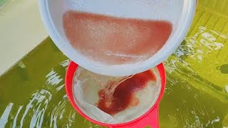 How to culture daphnia  Daphnia culture  How to grow daphnia outdoor [upl. by Holihs]