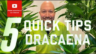 5 Quick tips Dracaena [upl. by Ahsieyk]