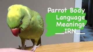 INDIAN RINGNECK PARROT body language  meanings part 1 [upl. by Hepsoj662]