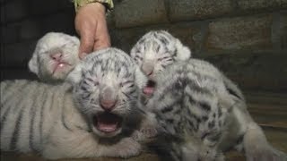 Cute Four rare white Bengal tiger cubs born at Yalta Zoo [upl. by Macrae]