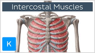 Intercostal Muscles  Function Area amp Course  Human Anatomy  Kenhub [upl. by Ehcnalb]