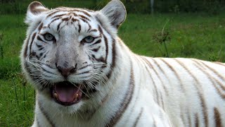 White Tigers  Get The FACTS [upl. by Amarette]