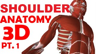 Shoulder Anatomy part 1  Joints And Bones [upl. by Darce]