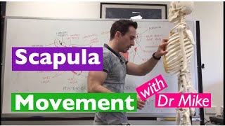 Scapula Movement  Functional Anatomy [upl. by Nagn285]