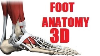 Foot Muscles Anatomy part 22 [upl. by Aremihc]