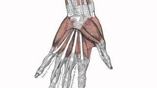 Muscles of the Hand  Anatomy Tutorial [upl. by Cerys]