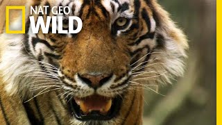 Even Tigers Must Battle For Food  Nat Geo Wild [upl. by Aronael]