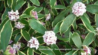 Daphne odora Aureomarginata  Variegated Winter Daphne [upl. by Lednam]